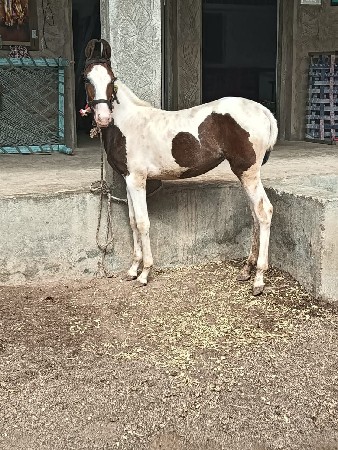 સારી વસેરી લેવી છે