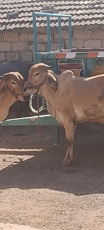 વેચવાના છે