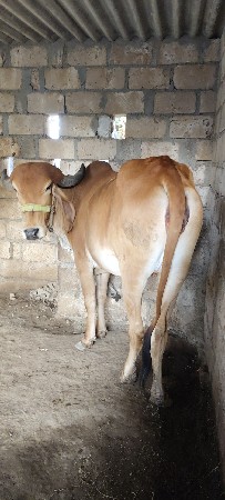 હોડકી વેચવાની છે.