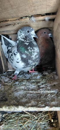 थंबनेल 3