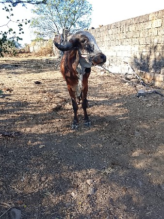 थंबनेल 3