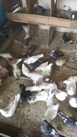 બધી મોટી જોડી 40 નંગ છે