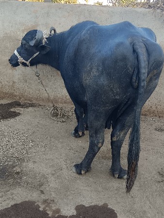 થંબનેલ 3