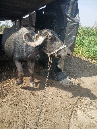 थंबनेल 3