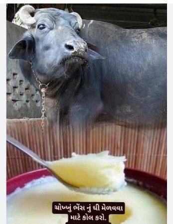 2 kilo bhes nu ghi vesvu se