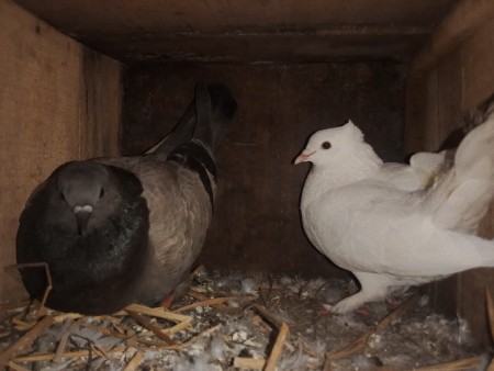 કબૂતર વેચવાના છે