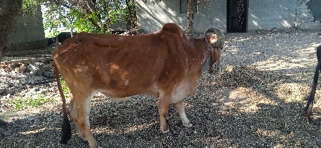 બળદ દેવાના છે