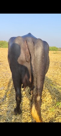 થંબનેલ 3