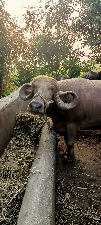 थंबनेल 5