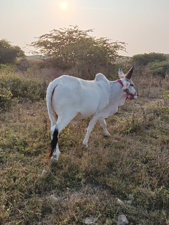 थंबनेल 2