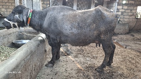 બીજુ વેતર