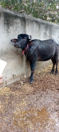 थंबनेल 2