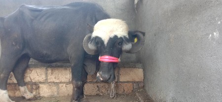 थंबनेल 3