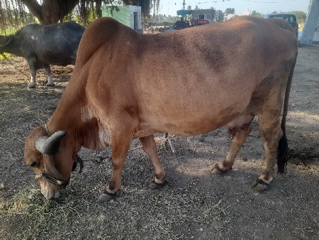 ગાયવેચવાનીછે4થુવેતર