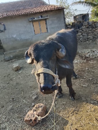 थंबनेल 2