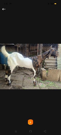 શીરોઈ મીકીશ  બકરી