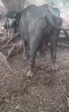 थंबनेल 2