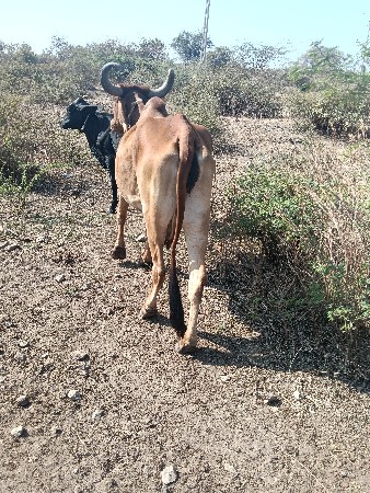 ગાય વેચવાની છે