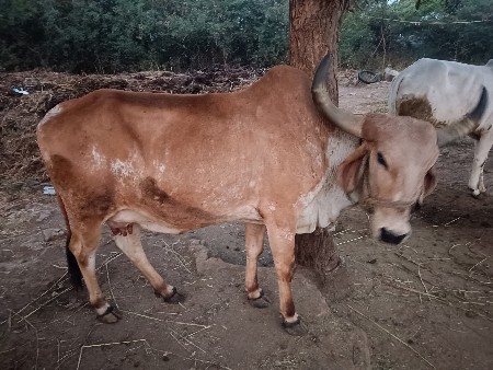 थंबनेल 2