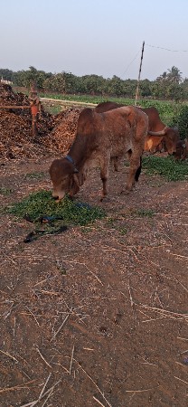 थंबनेल 3