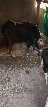 તાજી વિયાણેલ