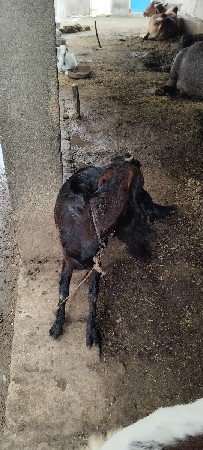 બકરા. વેચવાના  5