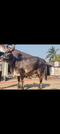 વેચવા નો છે