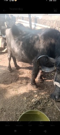 थंबनेल 3