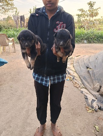 garman kutro ne kutri visva na se