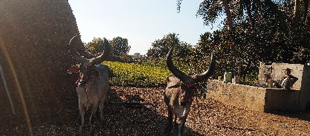 આ બળદ વેચવાના છે સાવ સોજા છે