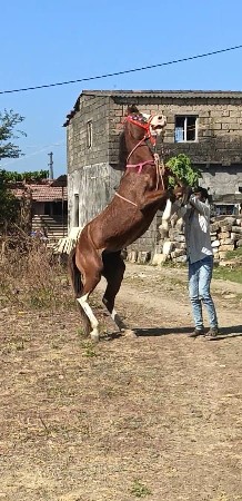 ઘોડી વેચવાનીસે પયોર કાઠિયાવાડી