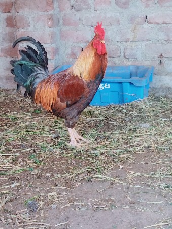 થંબનેલ 3