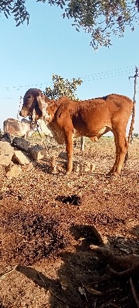 વાછડી વેચવાની છે