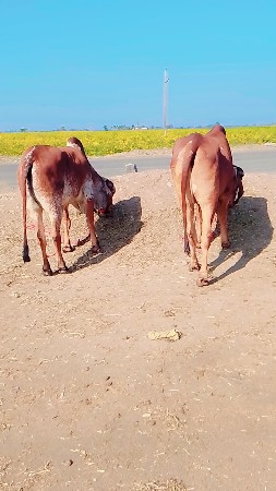 thalapora machalu complaint