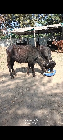 થંબનેલ 5