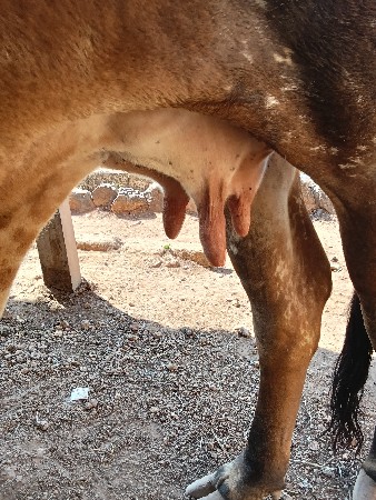 ગીર ગાય ફી માં આપવાની છે