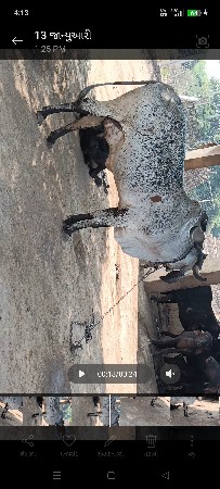 લીલડી કાબરી ગીર ગાય છે