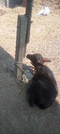 थंबनेल 3