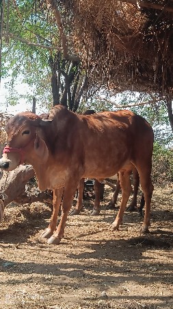 હોળકી વેચવાની છે