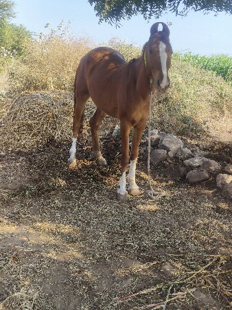 थंबनेल 2