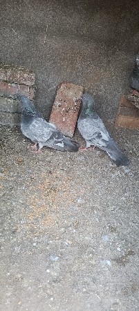 थंबनेल 2