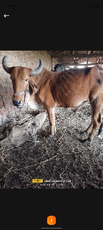 થંબનેલ 3