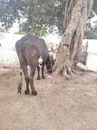 थंबनेल 3