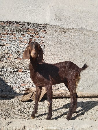 rajasthani bakri ajmeri
gabhni