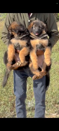 Vadodara pet 🐶 service