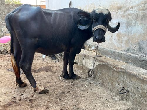 9..મહિના ગાભણી છે