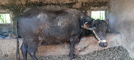 bhes. vechhavani chhe.