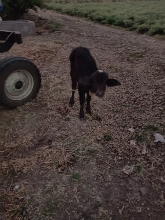 1 મહિનાની વિયાલે સે