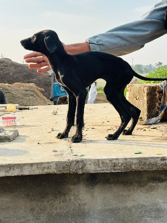 લાવરા ડોગ