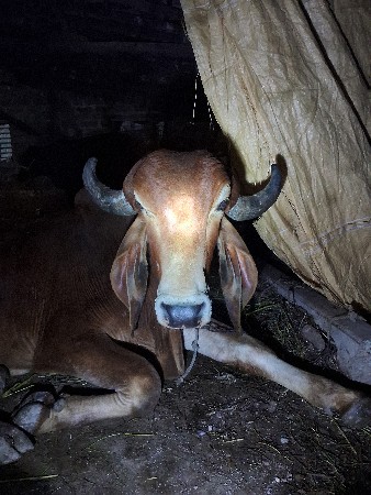 ગીર કુઠીયો તબેલા નો છે